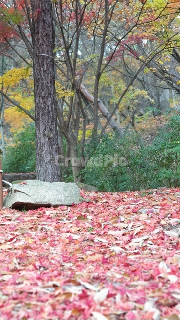 나무,단풍잎,길,낙엽,가을