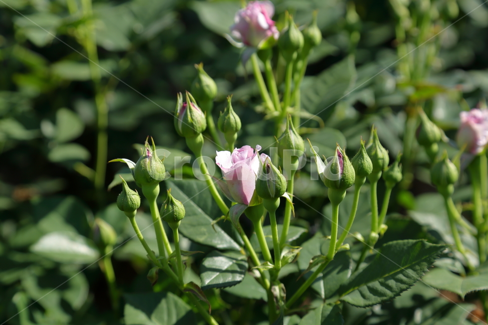 장미,장미꽃,5월,6월,flower,rose,보라장미,보라색,식물
