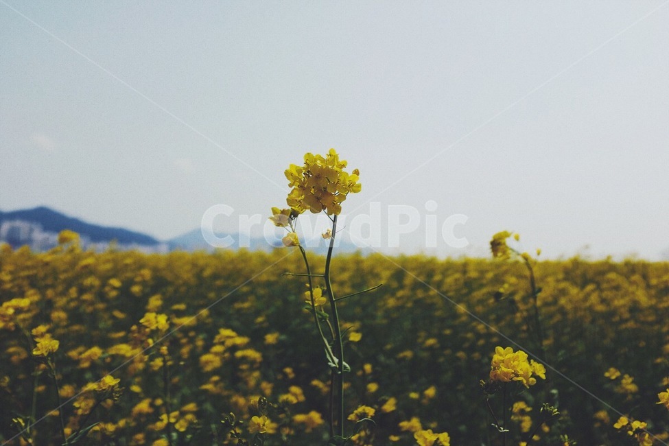 감성사진,봄,유채꽃,꽃,대저생태공원,부산,풍경,봄,계절,spring,season,식물,자연,plants,nature,꽃,flower,field,들,grassland,목초지,outdoors,옥외