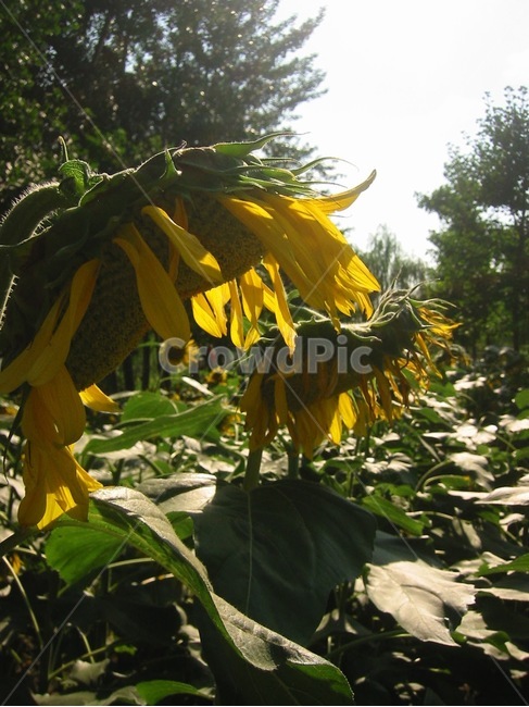 해바라기,들판,역광,식물,꽃,꽃밭,자연,햇살,식물,자연,plants,nature,꽃,flower