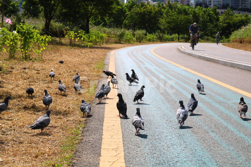 비둘기,새,조류,동물,산책길,자전거도로,도로,자연,잔디,풀,풀밭,동물,animal,조류,새,birds
