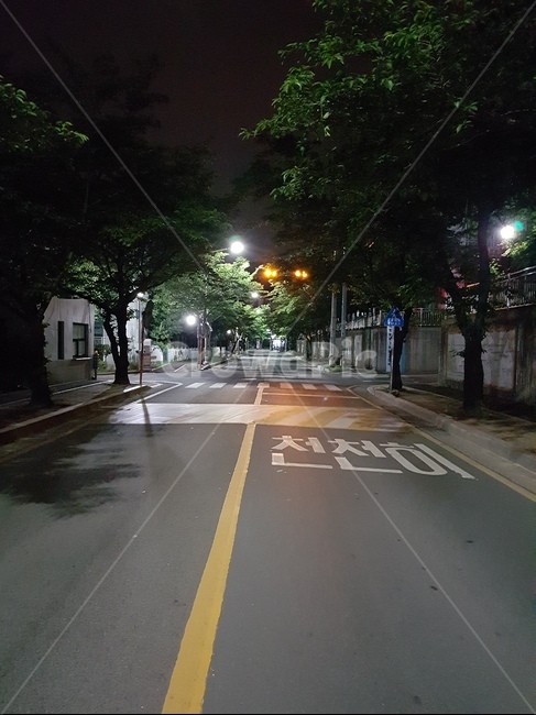 도로,천천히,밤길,나무,식물