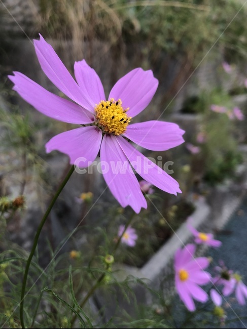 코스모스,야생화,가을,꽃,blossom,plant,식물,plants