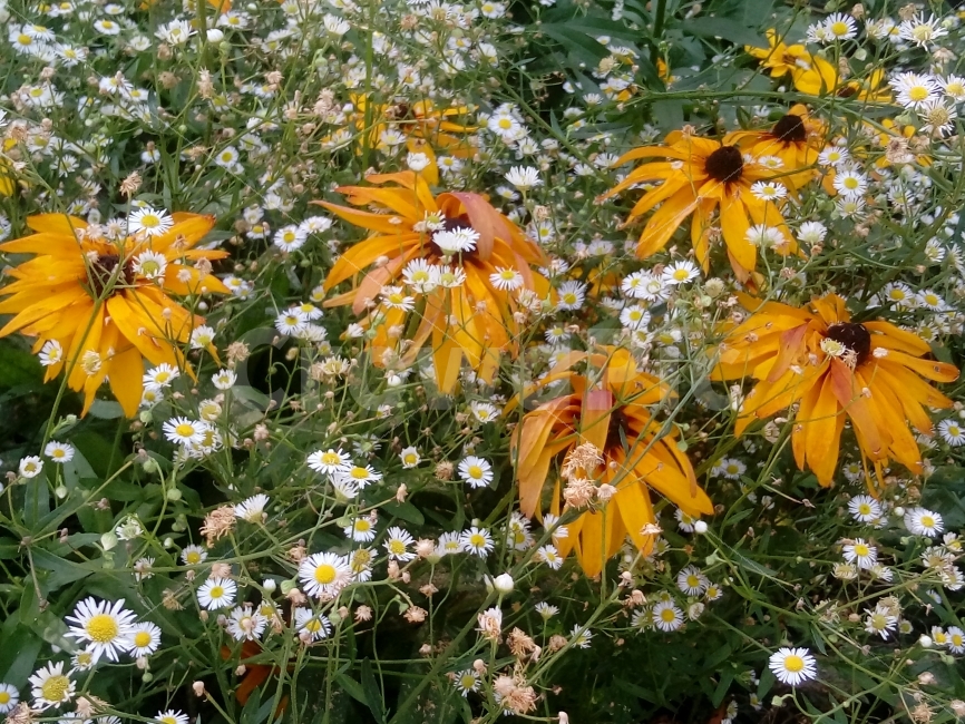 노란꽃,하얀꽃,조화로움,시든꽃,예쁜꽃,꽂,flower,자연,식물,season,plants,nature,계절,식물,자연,plants,nature,꽃,flower