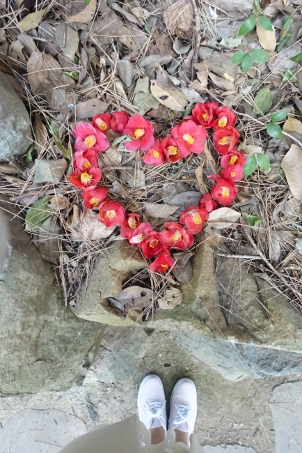 꽃,꽃잎,동백,하트,빨강,연인,거제도,지심도,동백섬,camellia,식물,자연,plants,nature,꽃,flower,사람,인물,인간,human,person,신체일부,몸,body,감정표현,기분,feeling,emotion,연출,컨셉,콘셉,direction,concept
