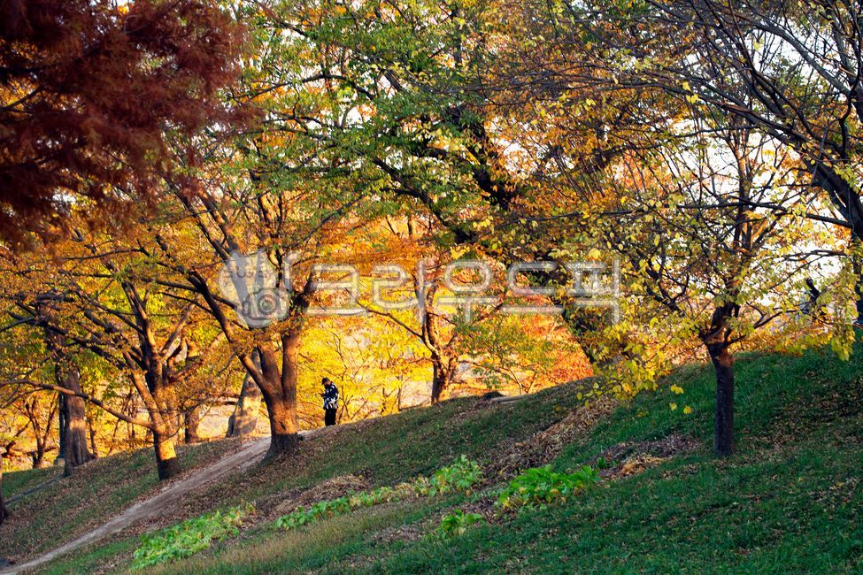 forest,tree branch,bush,tourist attraction,path,fall,road,grass,clear weather,weed,sunny,park,nature,tree,clear,leaf,Korea Damyang,outdoor,foliage,hill,outdoors,outside,plant,maple,espiri