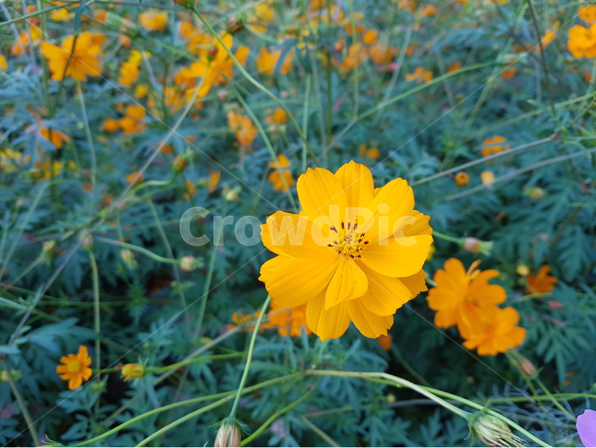 꽃,자연,식물,근접촬영,flower,식물,자연,plants,nature,꽃,flower