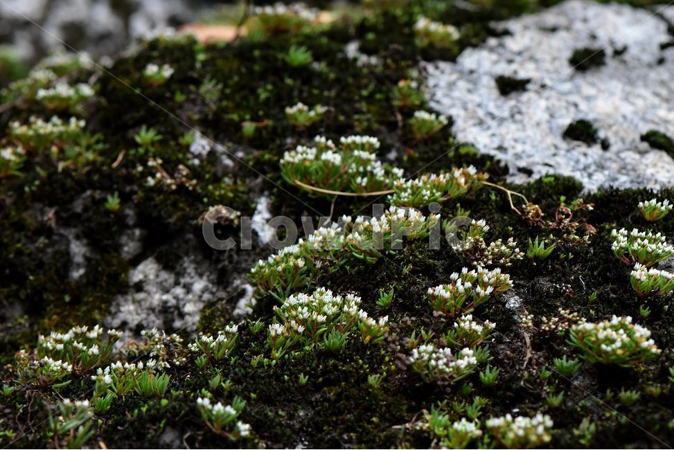 난쟁이바위솔,야생화,식물,자연,꽃,생태,힐링,플라워,wildflower,flower,plants,nature,season,감성,느낌,emotion,feeling,여름,난장이바위솔,돌나물과,나쟁이바위솔속,식물,자연,plants,nature