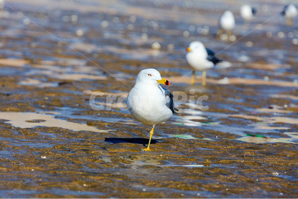 갈매기,바닷가,바다,새,서해,동물,animal,조류,새,birds