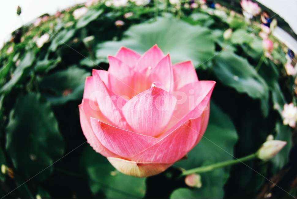 연꽃,flower,pink,감성,컬러,식물,자연,plants,nature,꽃,flower
