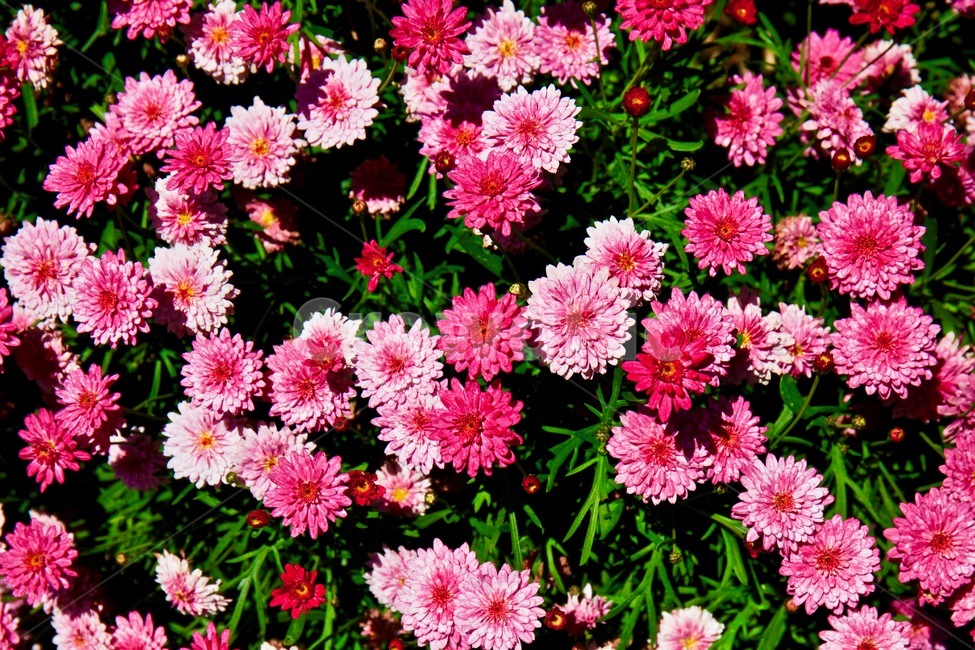 꽃,화훼,플라워,flower,flowergarden