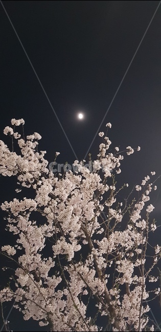 벚꽃,달,하늘,밤,몽환,분위기,분위기있는,벚꽃과하늘,꽃