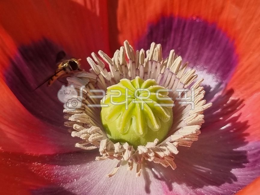 양귀비,양귀비꽃,두해살이풀,앵속,약담배,아편꽃,꽃,poppy,poppyflower,biennialherb,hyacinth,medicinaltobacco,opiumflower,flower
