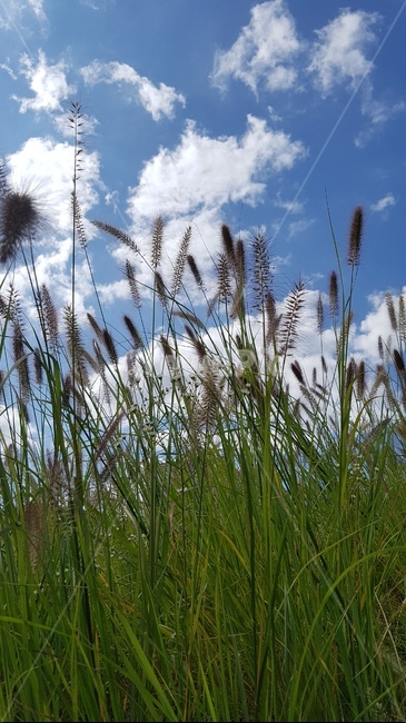 하늘,구름,강아지풀,가을,들풀,가을하늘,grass,잔디,plant,식물,lawn