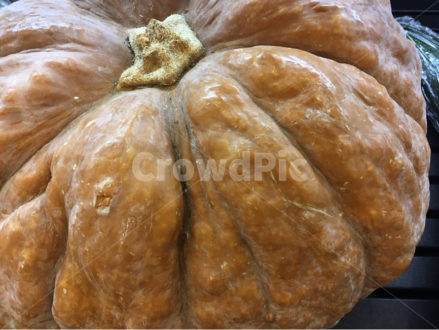 가을,늙은호박,호박,수확,농사,음식,식재료,요리,food,cook,meal,dishes,food reserves,채소,야채,vegetables