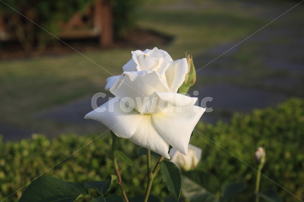 rose,장미,백장미,장미사진,장미축제,장미배경,꽃,식물,꽃사진,자연,nature,flower,plants,장미공원,식물,자연,plants,nature,꽃,flower