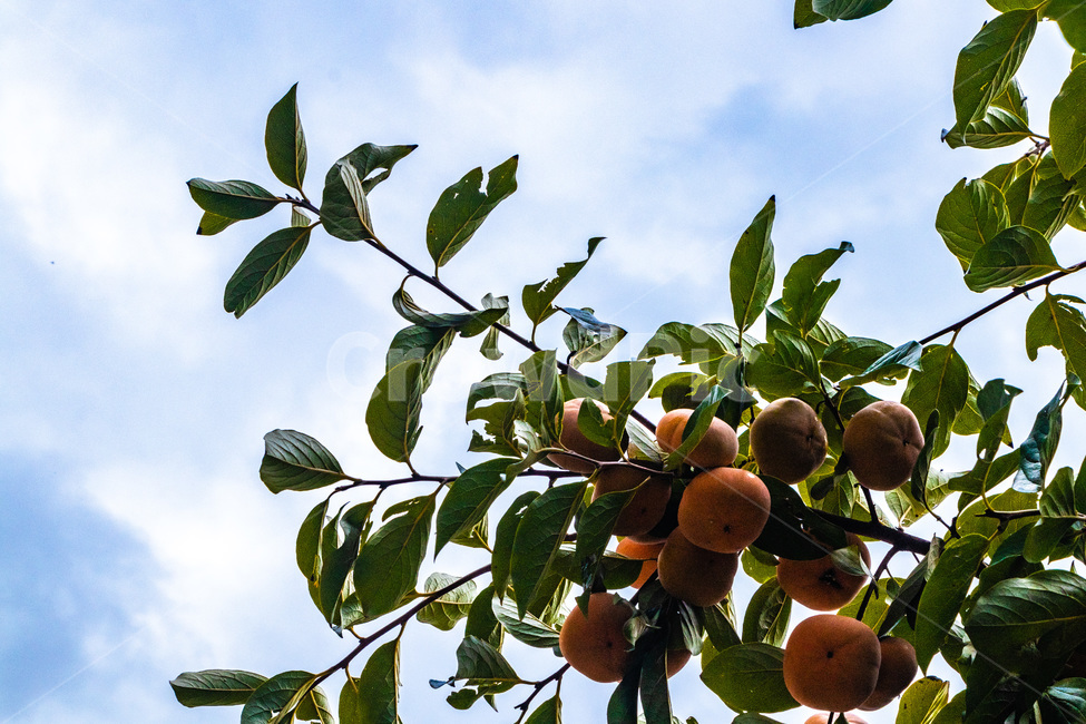 감,감나무,단감,홍시,감잎,가을,계절,fall,autumn,season,식물,자연,plants,nature,과일,열매,fruit,plant,food,음식