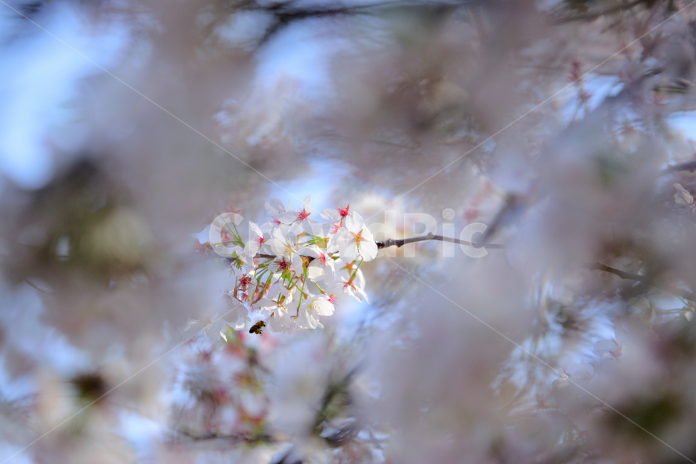 봄,꽃,벚꽃,식물,하얀,푸른,흰,흰색,하늘,집중,봄,계절,spring,season,식물,자연,plants,nature,꽃,flower,plant