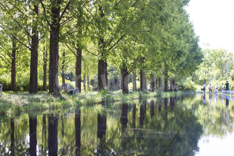 서울숲,반사,반영,나무,tree,풍경,전경,반사이미지,공원,서울,seoul,park,녹색,green,봄,spring,여름,summer,하늘,sky,구름,맑음,nature,자연,reflection,자연,풍경,nature,landscape,land,땅,outdoors,옥외,water,물,vegetation,초목,plant,식물