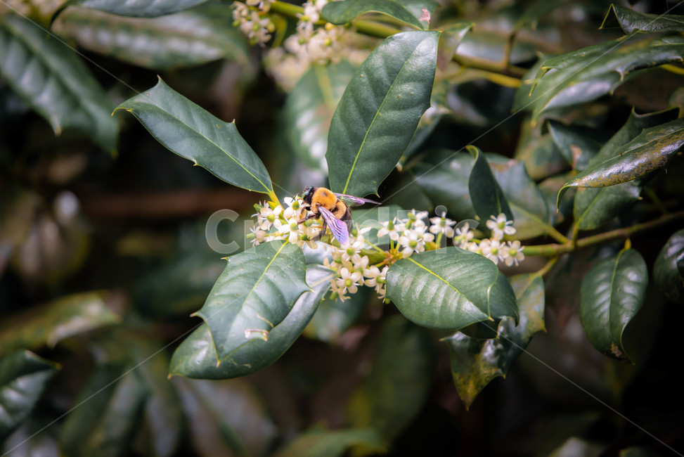 plant,식물,leaf,잎,벌,식물,자연,plants,nature,동물,animal,곤충,벌레,insect,bug
