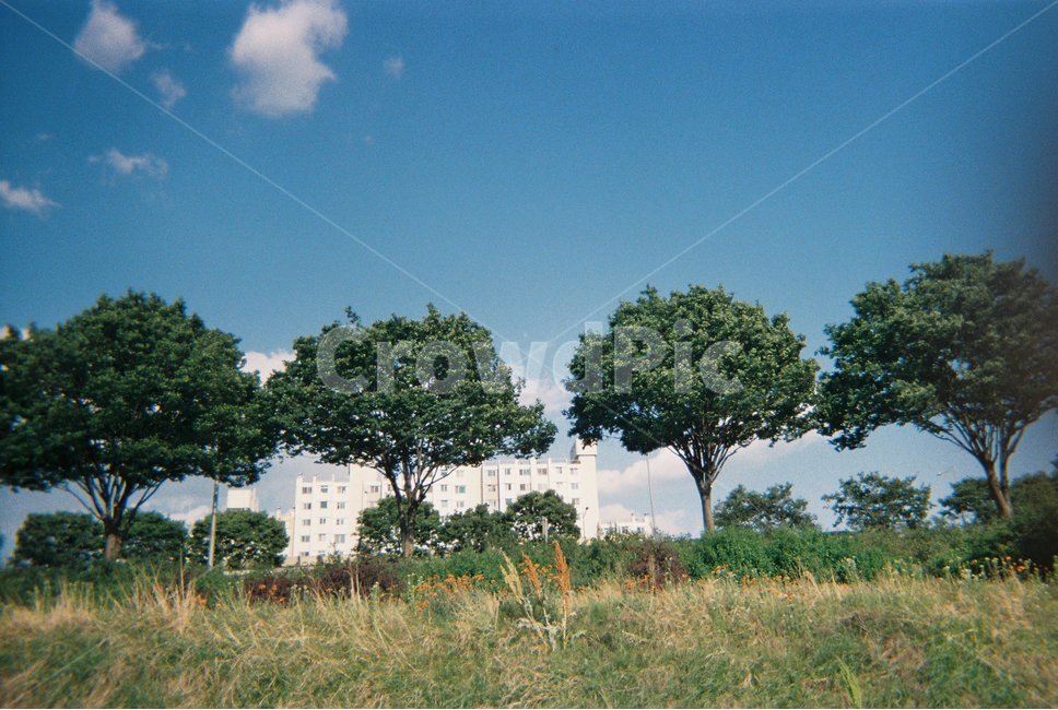필름,film,아날로그,analog,감성사진,감성,나무,자연,풍경,하늘,자연,풍경,nature,landscape,감성,sensible,feeling,건축물,건물외관,exterior,building,structure,architecture,construction,tree,plant,식물,outdoors,옥외,tree trunk,나무 줄기