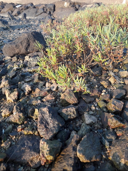 해홍나물,suaeda maritimadumorier,염생식물,halophyte,갯벌,getbol,바닥,ground,바닷가