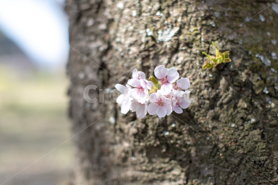 벚꽃,사쿠라,봄꽃,벚꽃나무,꿀벌,꿀빠는벌,벚꽃벌,식물,자연,plants,nature,꽃,flower