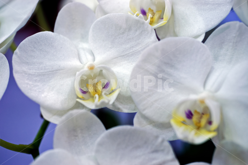 팔레놉시스,호접란,분화용,꽃꽃이용,부상화,꽃,화초,flower,식물,관상용,mothorchid,식물,자연,plants,nature,꽃,flower