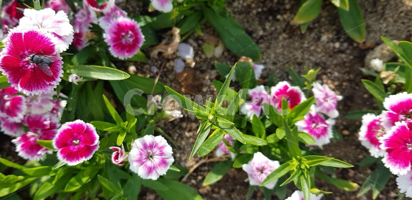 봄,blossom,flower,식물,plant,꽃,nature,자연,제라늄,geranium
