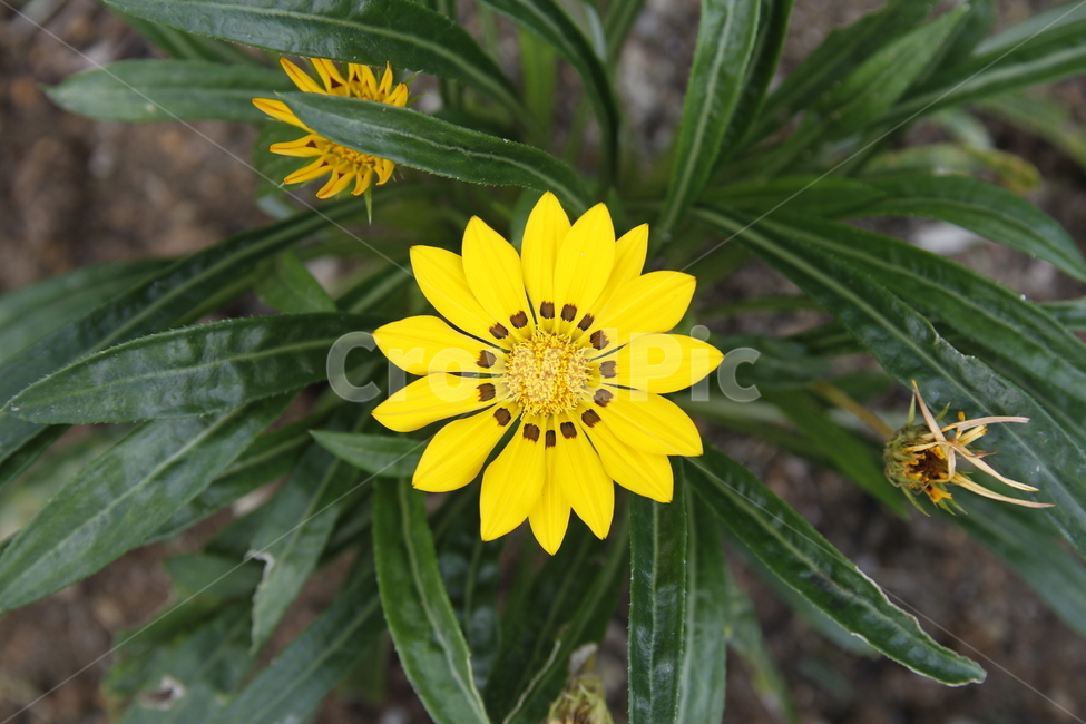 꽃,노란꼿,식물,풀,꽃잎,따뜻한,포근한,식물,자연,plants,nature,꽃,flower