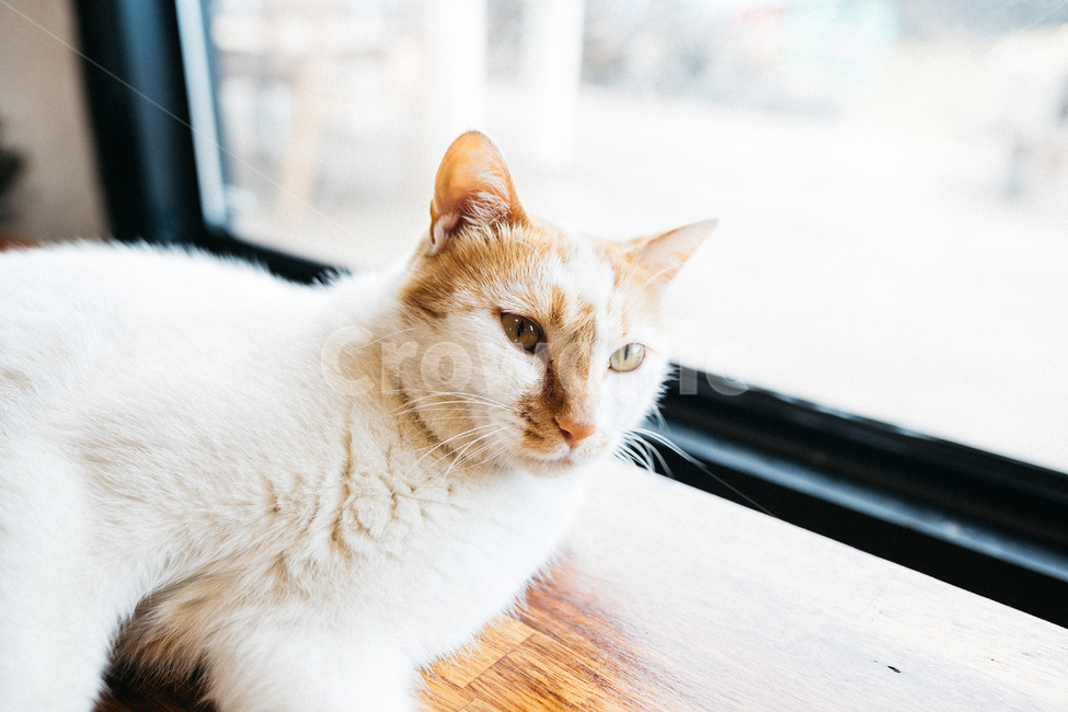 고양이,야옹이,냥,길냥이,꽃냥,동물,야옹,cat,캣,동물,animal,포유류,mammal,고양이,cat,kitten,kitty,감성,sensible,feeling