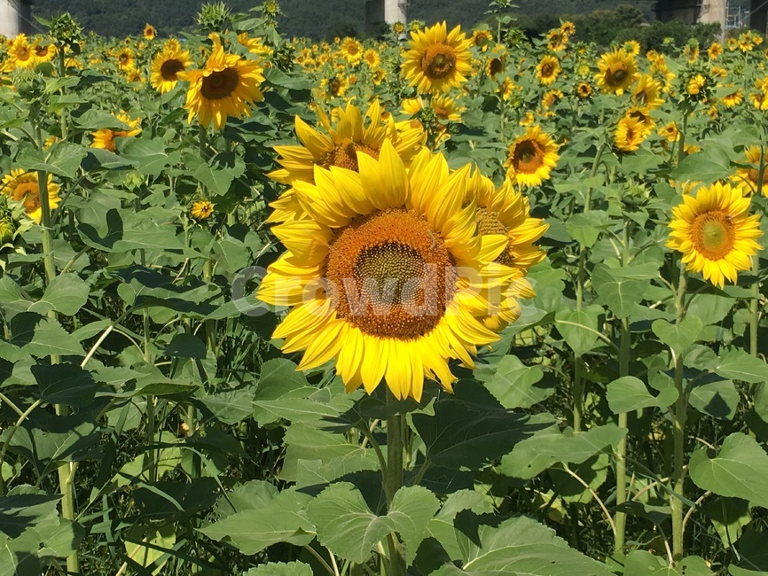 꽃,해바라기,봄,꽃밭,식물,식물,자연,plants,nature,꽃,flower