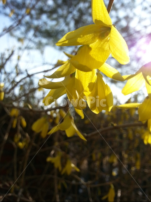 봄,꽃,식물,자연,봄꽃,식물,자연,plants,nature,꽃,flower