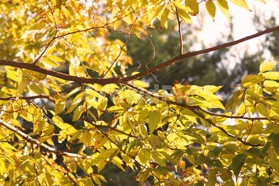 코모레비,빛이드는식물,나뭇잎사이로드는빛,나뭇잎,가을,자연,가을,계절,fall,autumn,season,식물,자연,plants,nature,leaf,잎,plant,tree,나무