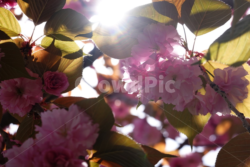 벚꽃,겹벚꽃,분홍,꽃,봄,자연,계절,빛,따뜻함,식물,flower,plants,nature,spring,season,pink,식물,자연,plants,nature,꽃,flower