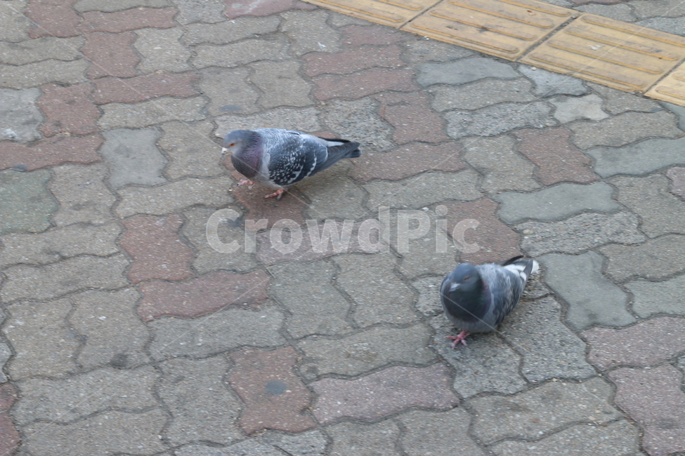 비둘기,동물,조류,새,극혐,동물,animal,조류,새,birds