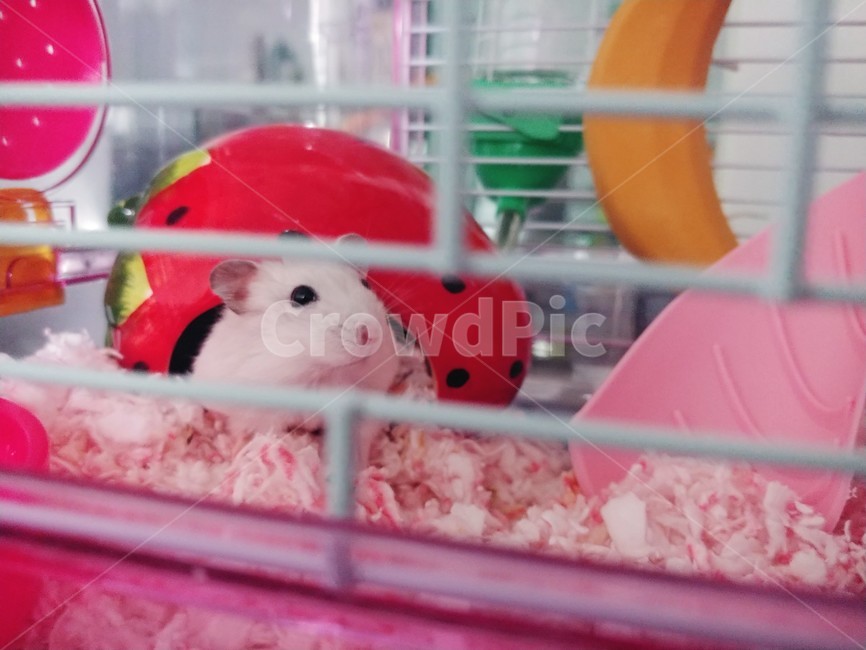 햄스터,소동물,애완동물,hamster,동물