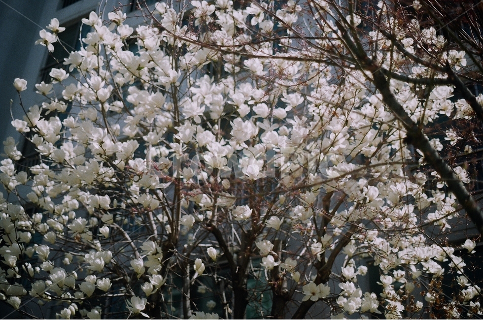 봄,목련,나무,식물,꽃,봄,계절,spring,season,식물,자연,plants,nature,꽃,flower,감성,sensible,feeling,plant,blossom