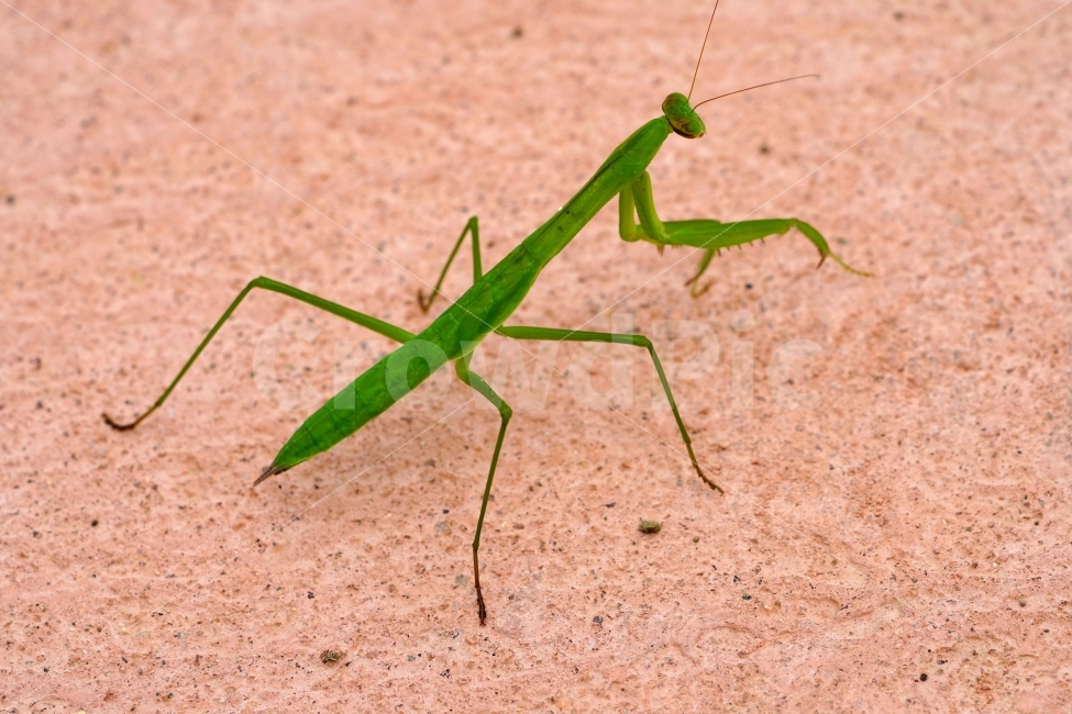 사마귀,곤충,벌레,동물,자연,animal,nature,praying,insect,bug,무법자,접사,macro,여름,summer,근접촬영,마크로,신비,생명,생태,생태계,green,그린,스냅,스냅사진,스넵,스넵사진,snap,snapshot,한국자연,한국의자연,풍경,landscape,동물,animal,곤충,벌레,insect,bug