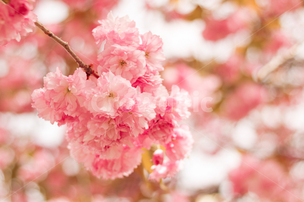 봄,벚꽃,겹벚꽃,꽃,분홍색,핑크,향기,꽃향기,4월,봄,계절,spring,season,식물,자연,plants,nature,꽃,flower,휴식,힐링,rest,relaxation,healing,색깔,색상,색채,색감,color sense,color sensitivity,feeling of color,plant,blossom