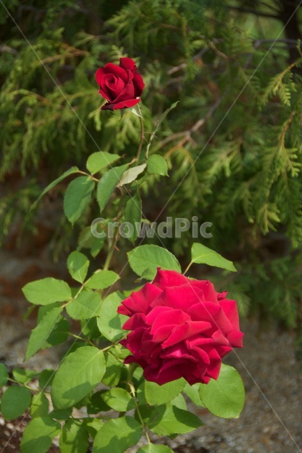 꽃,장미,빨간장미,붉은장미,꽃송이,큰장미,rose,redrose,flower