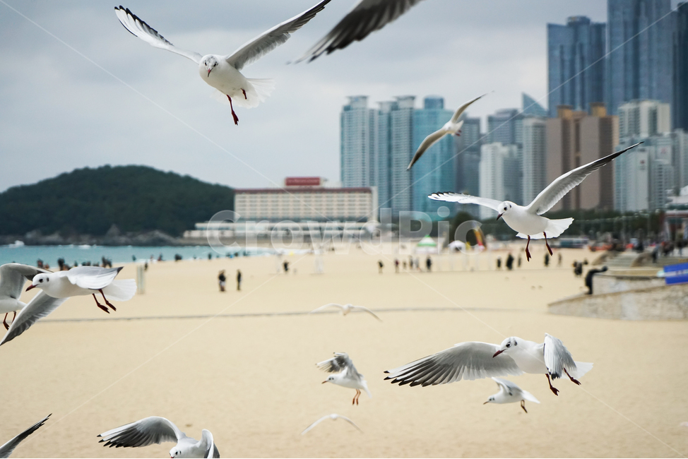 부산,해운대,대한민국,바다,백사장,모래,갈매기,괭이갈매기,새우깡,하늘,상쾌한,시원한,조류,산,나무,관광객,해변,바다,beach,sea,동물,animal,조류,새,birds,사람들,대중,군중,other people,crowd