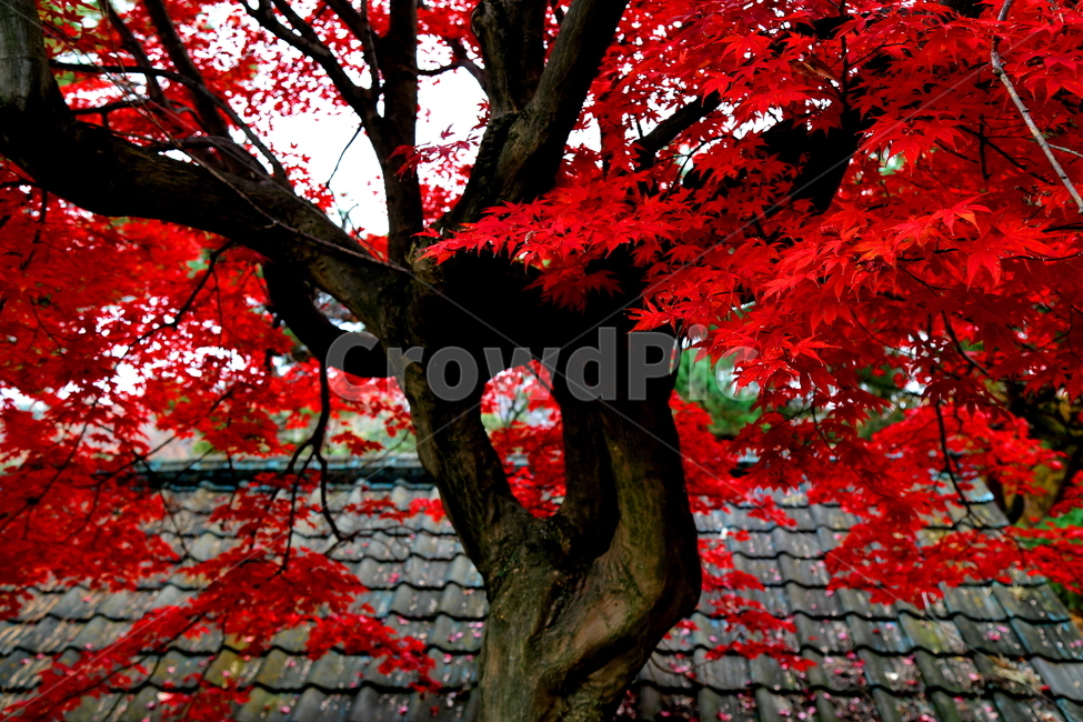 풍경,가을,단풍,나무,계절,가을,계절,fall,autumn,season,식물,자연,plants,nature,나무,trees,wood,leaf,잎,plant,tree,maple