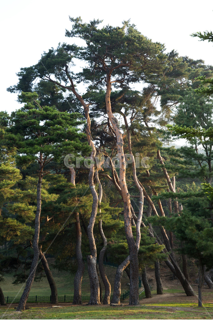 탈해왕릉,소나무,경주시,경북,한국,왕릉,나무,숲,야외,공원,산책,산책로,실외,햇살,햇빛,사적