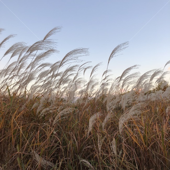 갈대,갈대숲,공원,저녁하늘,가을,fall,autumn,가을,계절,fall,autumn,season,grass,잔디,plant,식물,lawn,reed