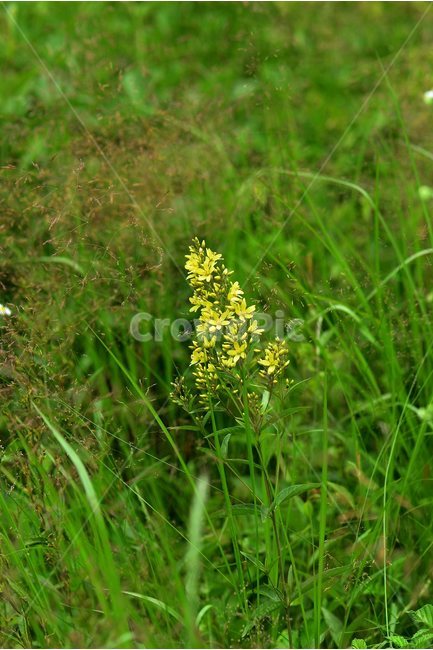 좁쌀풀,야생화,꽃,식물,자연,생태,플라워,flower,plants,nature,식물,자연,plants,nature,꽃,flower