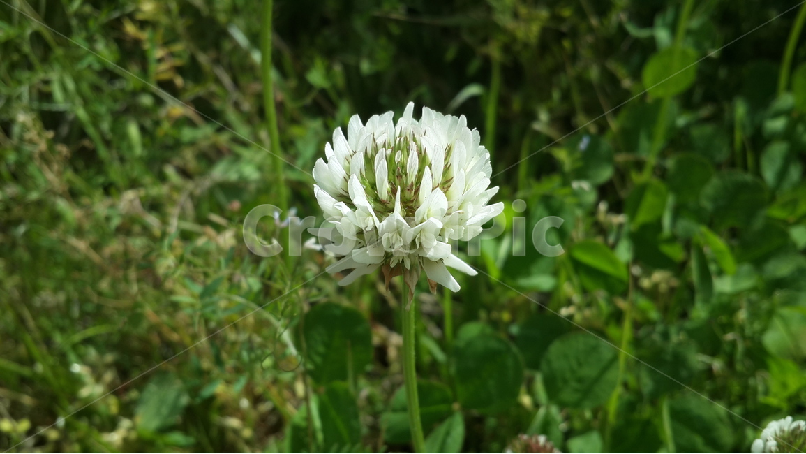 꽃,토끼풀,자연,토끼풀꽃,클로버,flower,nature,식물,자연,plants,nature,꽃,flower