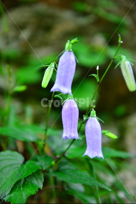설악산,식물,야생화,금강초롱,꽃,식물,자연,plants,nature,꽃,flower
