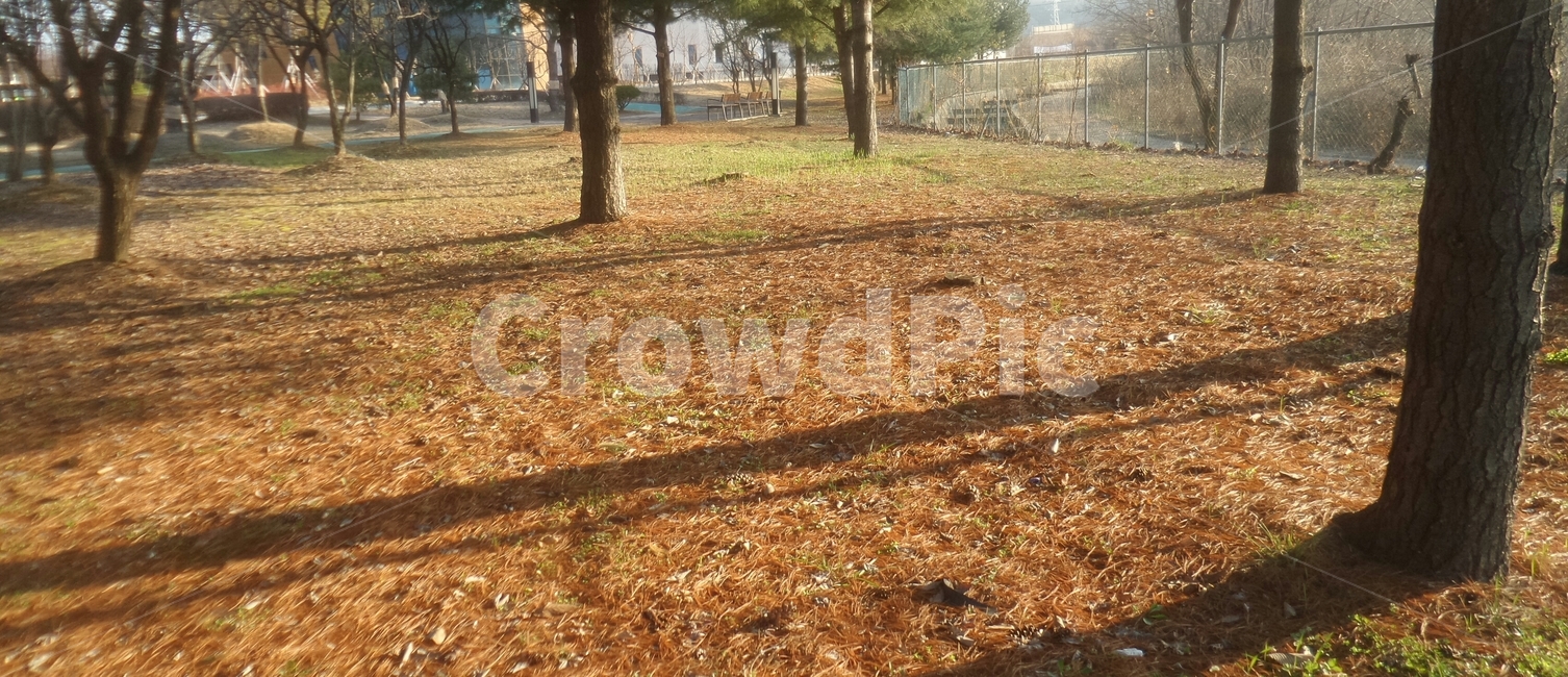 솔잎,햇살,소나무,자연,풍경,자연,풍경,nature,landscape,ground,바닥,road,도로,gravel,자갈,dirt road,흙길,tree,나무,plant,식물