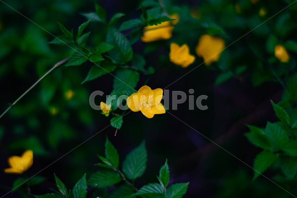 꽃,식물,leaf,잎,plant,우리나라꽃,노란꽃,자연